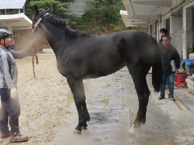 Side view of Milky Sherry