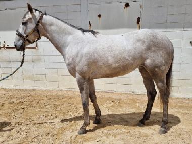 Side view of Domino