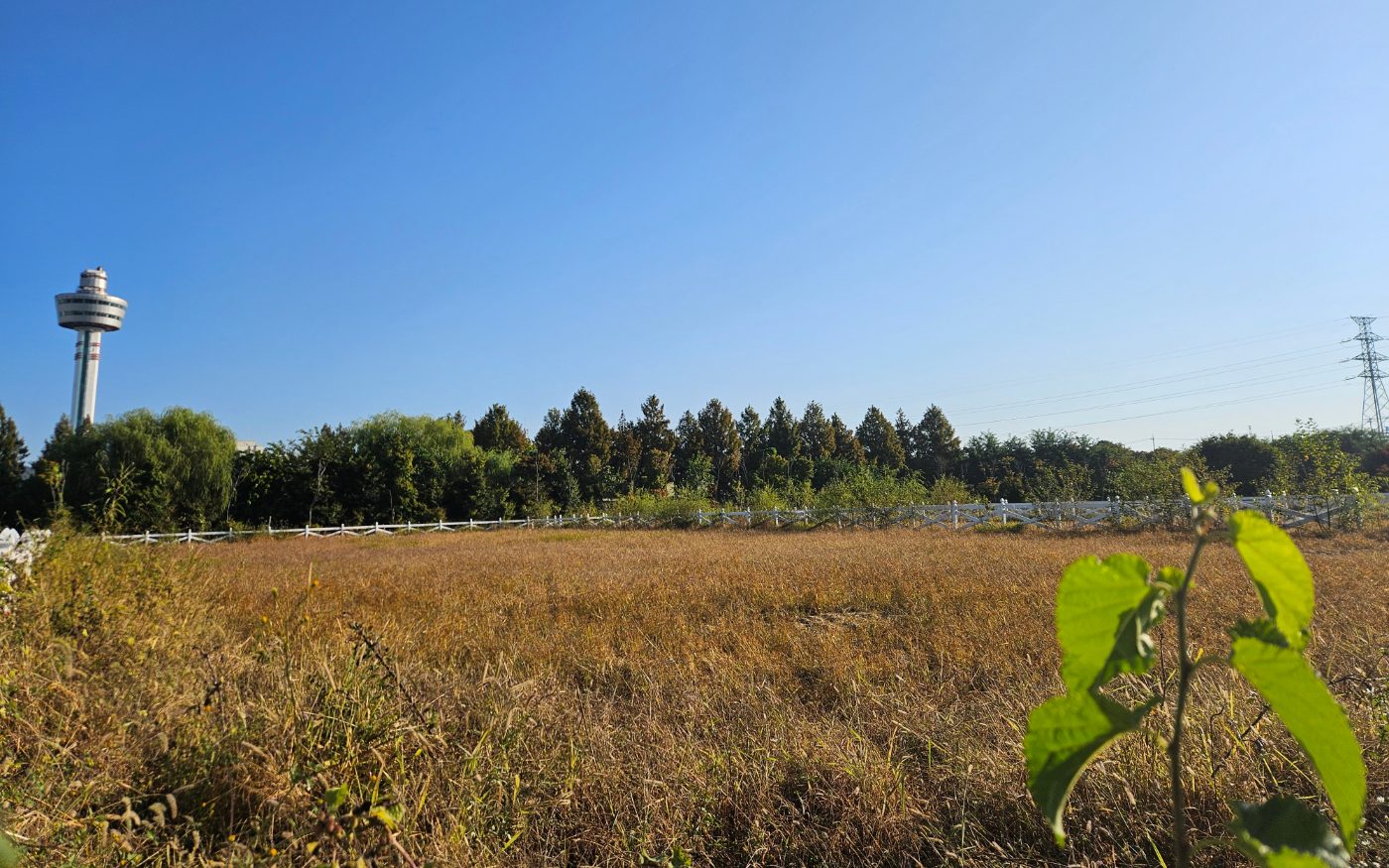 Woods and Guri Tower seen beyond the white-fenced meadow