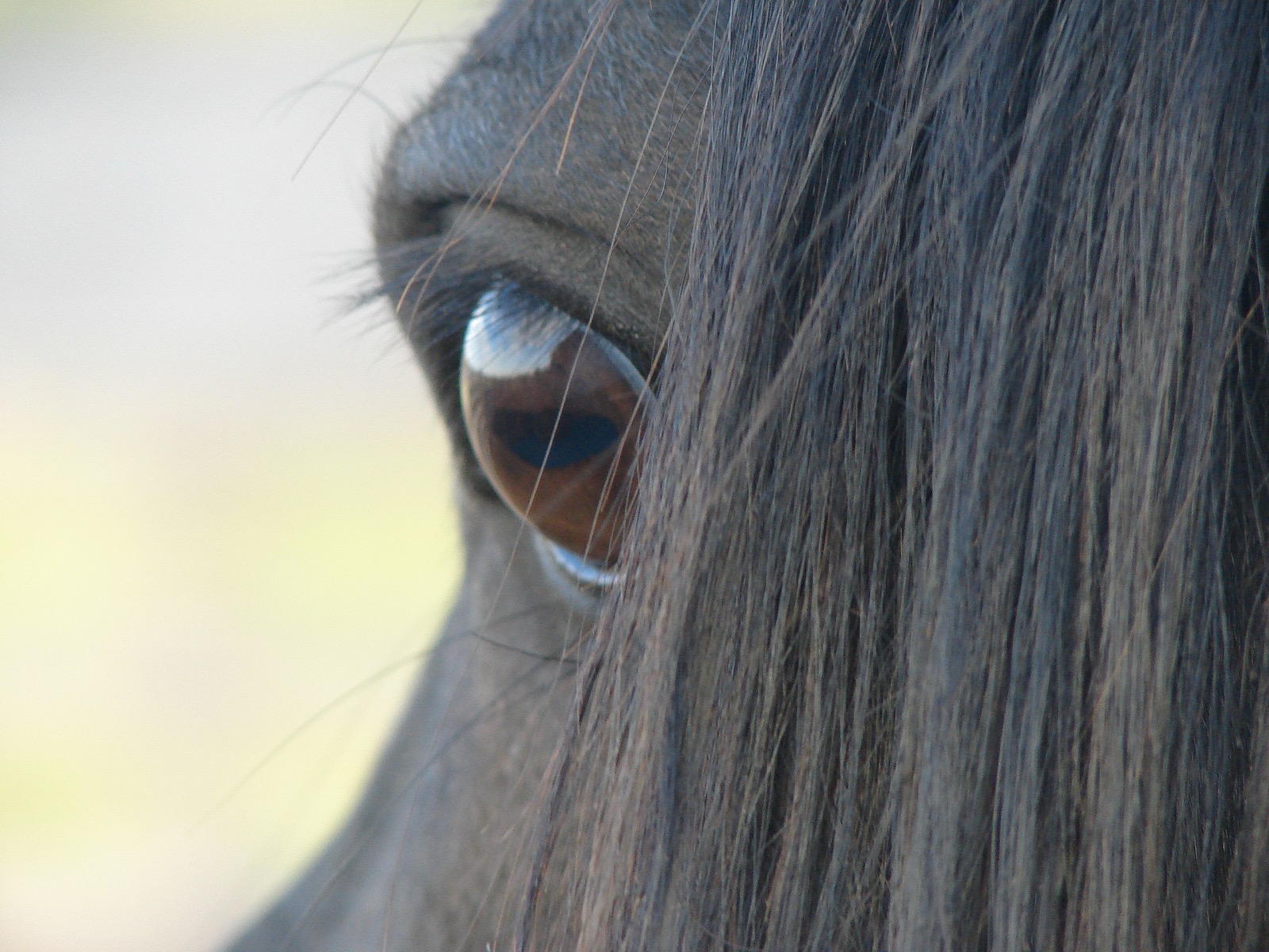 Close-up of a horse's eye, set on the side of the head, with the forelock