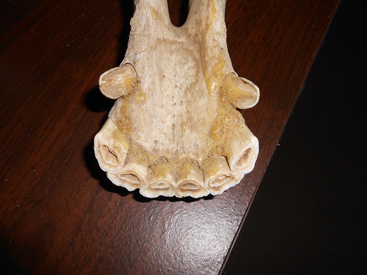 The chewing surface of the upper incisors on a horse skull, with a hollow cup visible in the center