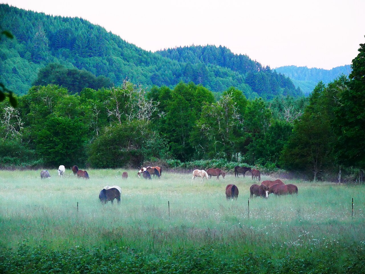 Several horses with their heads down grazing in a field surrounded by forest