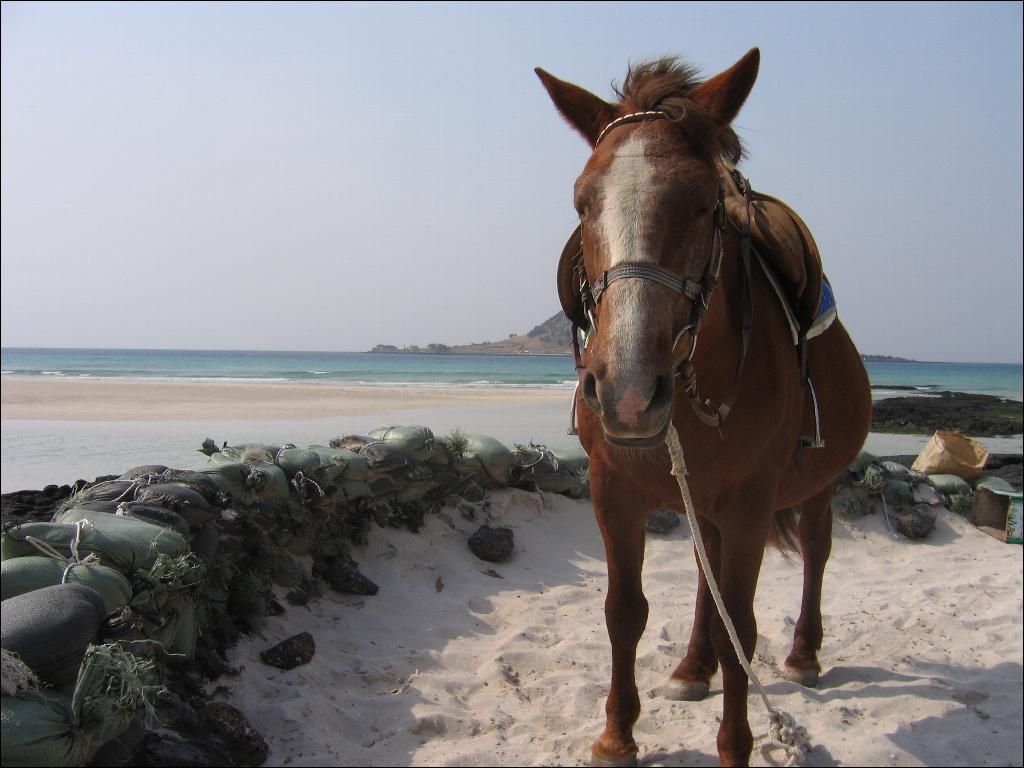 A chestnut horse wearing a bridle stands on a sandy beach facing the camera with both ears pricked forward