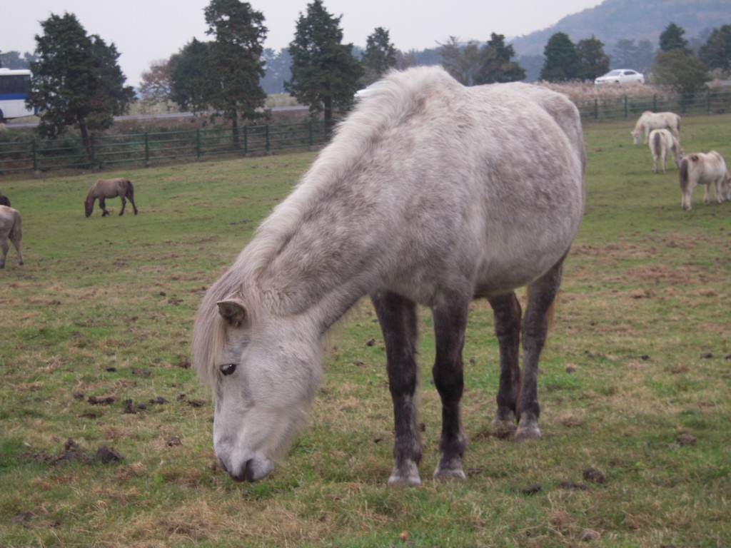 A grey horse grazing with its head down in a grassy field, with several other horses scattered in the background