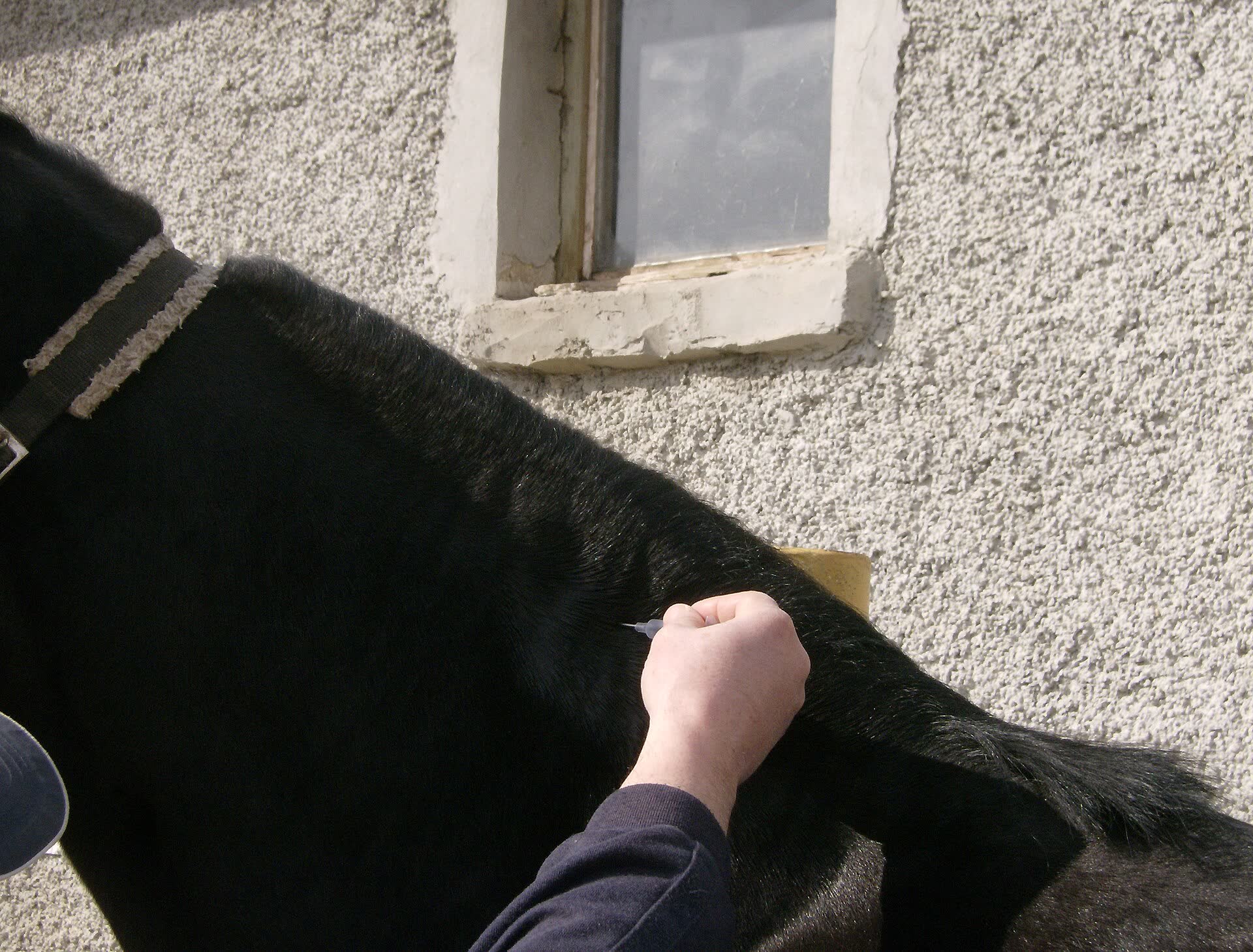 A person's hand holding a microchip injector under the mane on the neck of a black horse