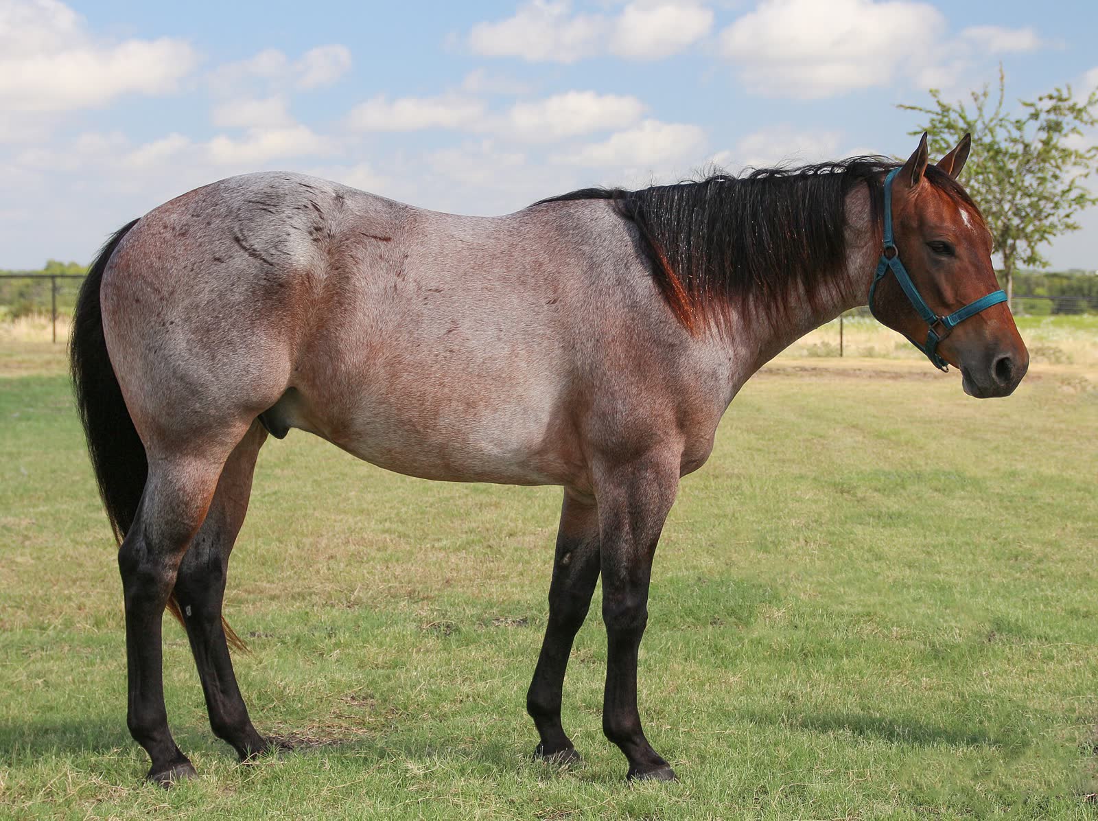 A red roan horse standing side-on in a grassy field. Behind the end of the dark mane, the highest point of the back rises at the withers