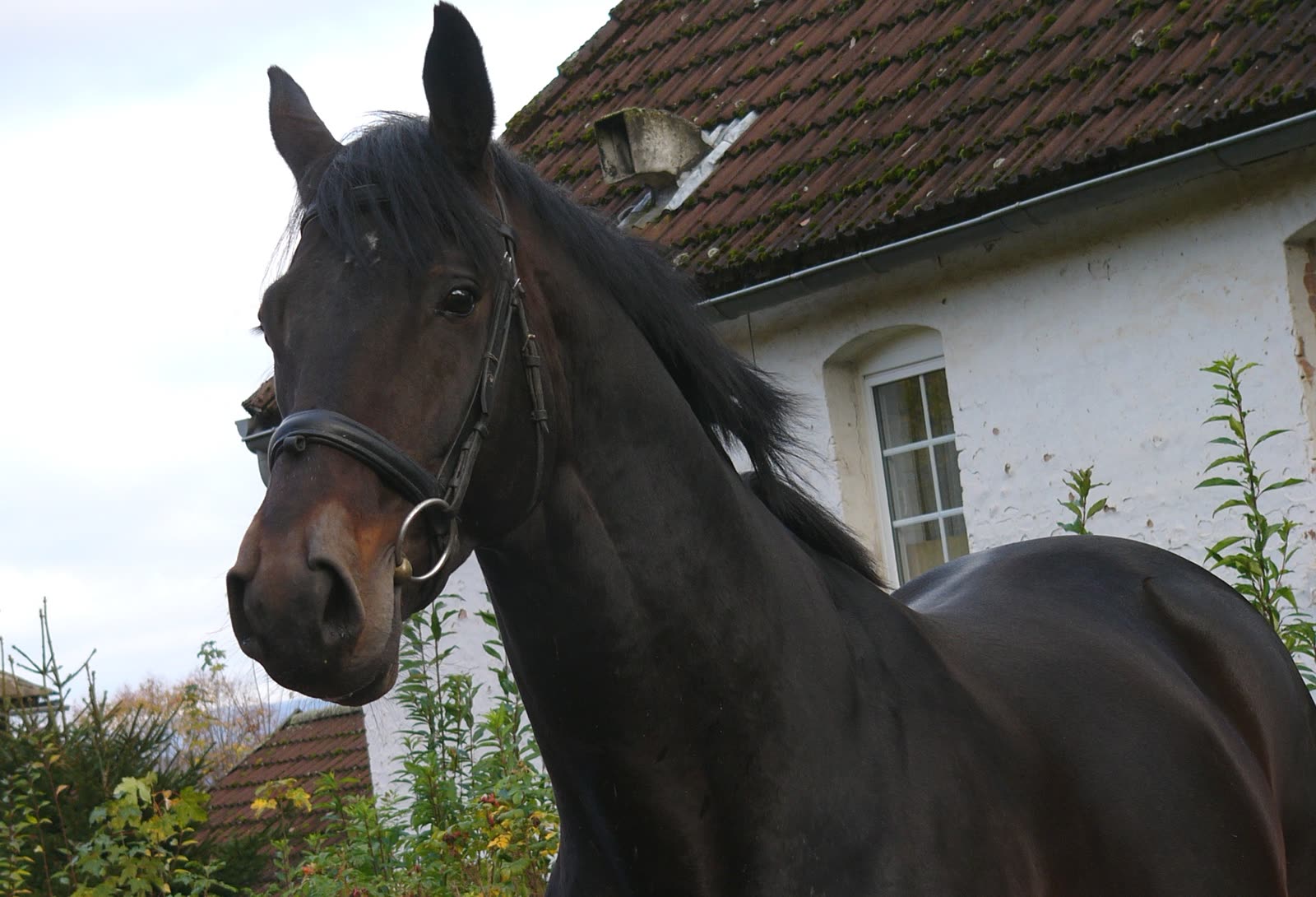 A dark brown Trakehner horse wearing a bridle stands with its head raised in front of a white-walled house with a tiled roof
