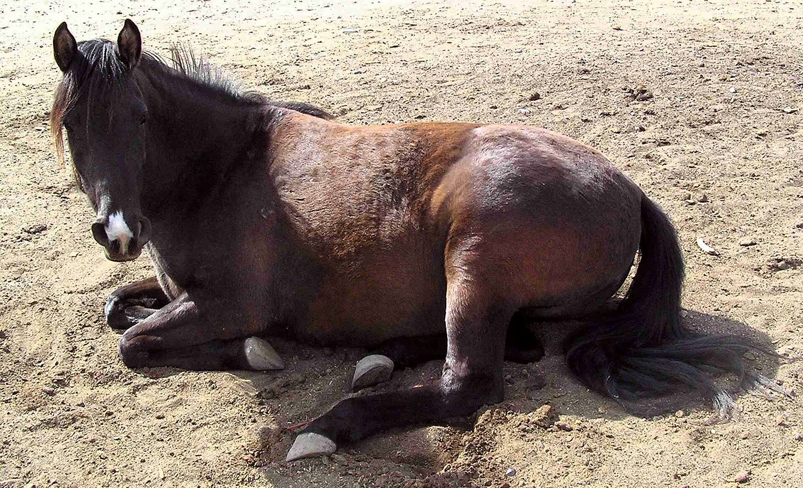 A dark bay horse lying on sand with all four legs folded under its body. Its head is up and facing the camera, and it has a white mark on its muzzle
